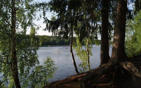 Началось авиапатрулирование лесов в Нижегородской области