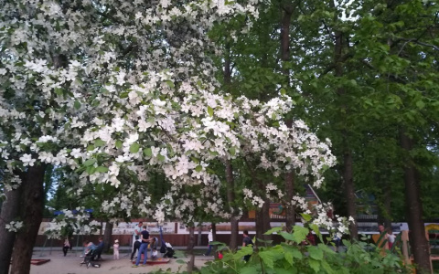 Опубликован список парков и скверов Нижнего Новгорода, которые обработали от клещей