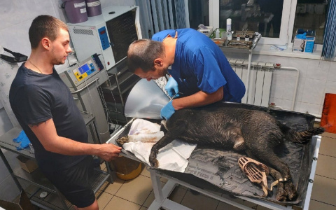 Соседи собрали деньги для спасения собаки, которую изувечил живодер