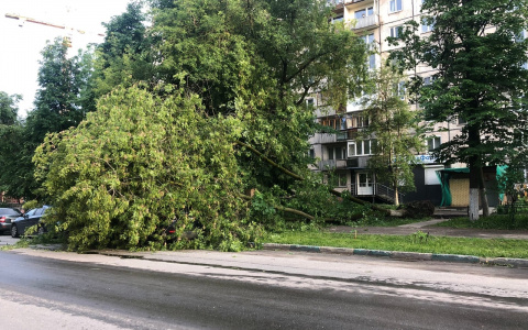 Дерево упало на дорогую иномарку в центре Нижнего Новгорода