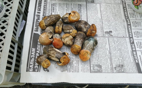 Нижегородцы заявили о рекордно раннем появлении белых грибов