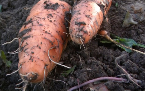 Нижегородцам продавали морковь опасную для сердца и зрения