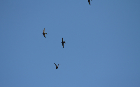 «Стрижепад» обрушился на Нижегородскую область: что делать с упавшей птицей