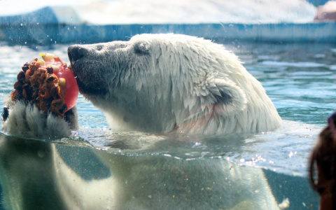 В аномальную жару хищников нижегородского зоопарка кормят фруктовым льдом