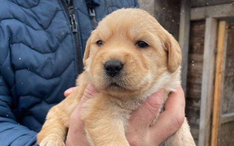 Собака за 160 тысяч рублей продается в Нижнем Новгороде