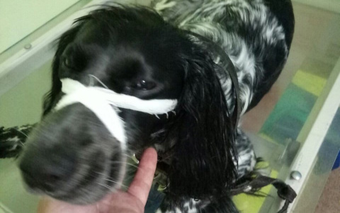 Для воспитания хозяин выбросил собаку с балкона пятого этажа в Новинках