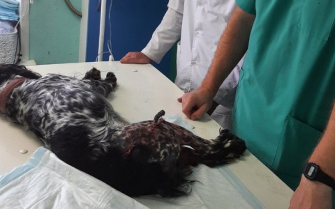 Новые подробности о жестокости нижегородца, выбросившего собаку с пятого этажа