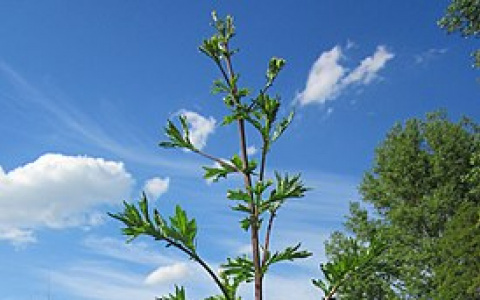 Названо растение, которое помогает от коронавируса