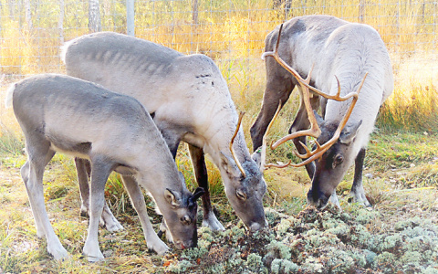 Охота на краснокнижных животных: что ждет Нижегородскую область?