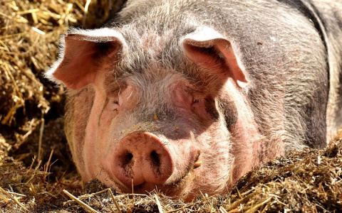 Труп павшей от чумы свиньи обнаружили у трассы в Нижегородской области