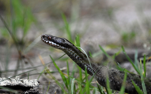 Стало известно, сколько нижегородцев стали жертвами змей за лето