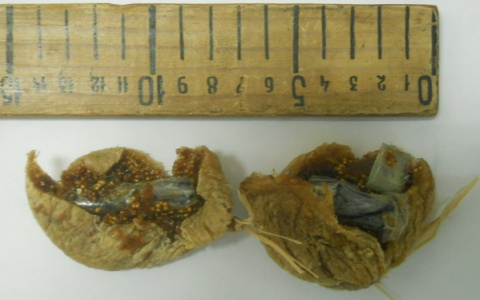 Нижегородским заключенным пытались пронести USB-устройство с инжиром внутри