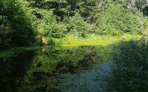 Из пруда деревни Королево местные жители выловили труп мужчины