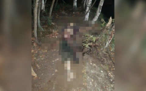 Следователи считают коров виновными в гибели пастуха в Воскресенском районе