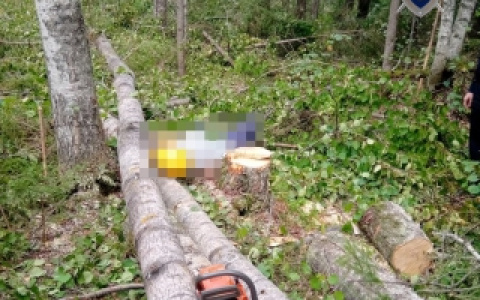 Вальщик леса погиб от падения дерева на грудь в Нижегородской области