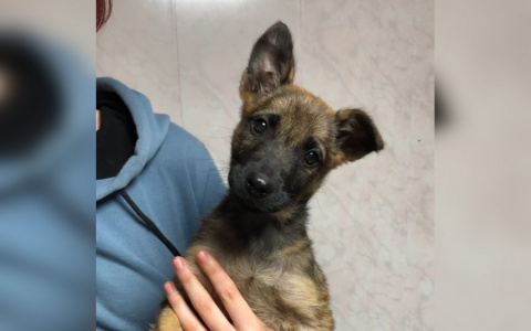 Выжившему при падении с высоты щенку ищут хозяев в Нижнем Новгороде