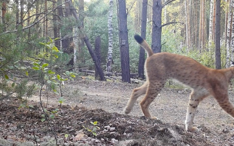 Ученым нижегородского заповедника удалось заснять редкие кадры с рысями