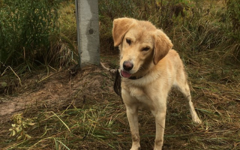 Пса привязали к столбу в поле и бросили в Нижегородской области