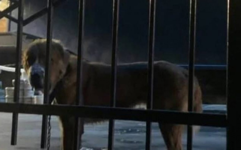 Нижегородский аквапарк "Океанис" опроверг жестокое обращение со сторожевой собакой