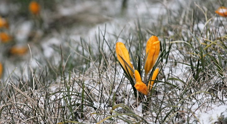 Синоптики рассказали, когда в Нижегородскую область придет настоящая весна
