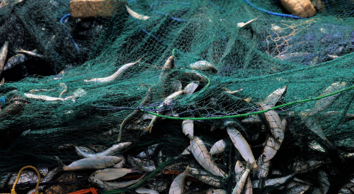 12 тысяч рыб спасли из браконьерских сетей в Нижегородской области