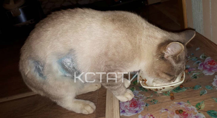 Неизвестные расстреляли кошку в Выксунском районе