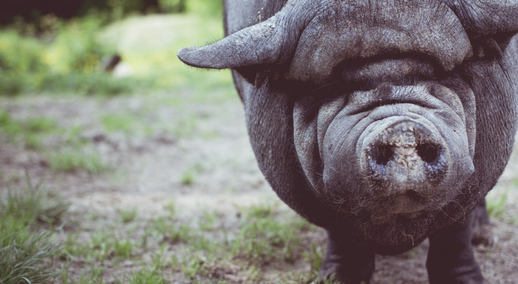 Карантин по африканской чуме свиней установлен в Богородском районе