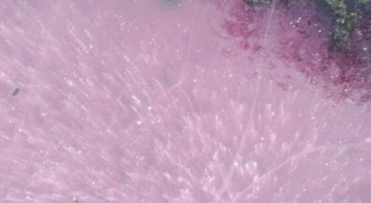 Водоем который окрашивается в нежно розовый цвет. Цвет розовый лед. Лёд с розовым оттенком. Ледяной розовый цвет. Светло розовый лёд.