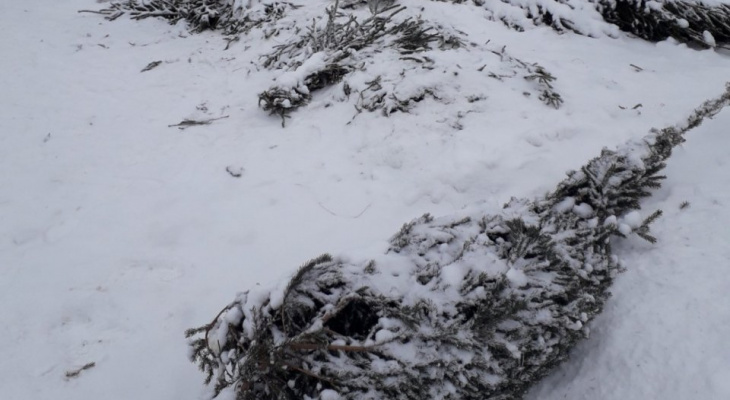 В Нижнем Новгороде разбросаны сотни срубленных елей