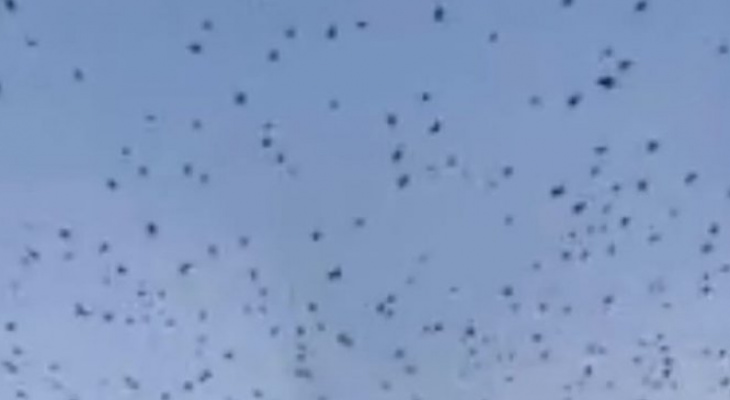 «Зовите Городецкого»: огромная стая птиц напугала нижегородцев
