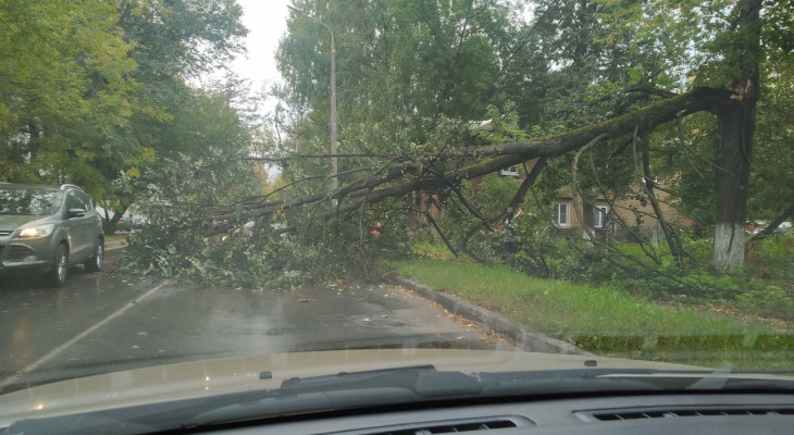 Дерево рухнуло на дорогу на улице Бориса Панина в Нижнем Новгороде