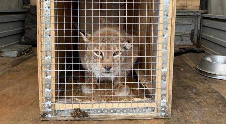 Рысь из закрытого «Мишутки» переехала в Балахнинский зоопарк