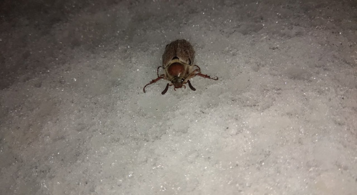 «Теперь я видел все»: в сети появилось фото майского жука, который выполз в январе