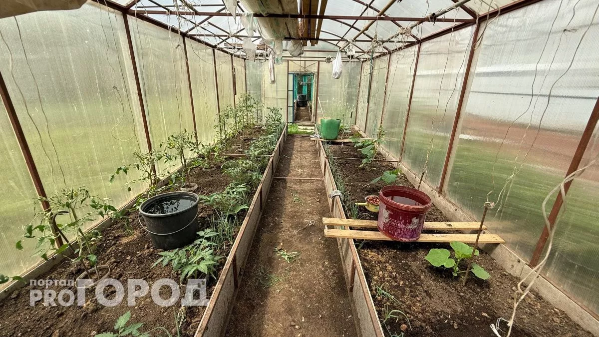 Два средства из кухни заменят дорогую химию: садоводы готовят этот раствор для весенней мойки теплицы