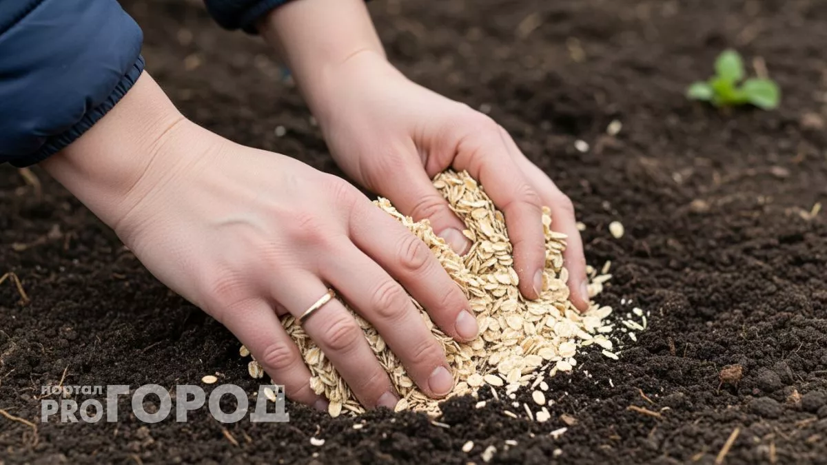 Горсть геркулеса творит с землёй чудеса: соседи не верят глазам, глядя на мой урожай