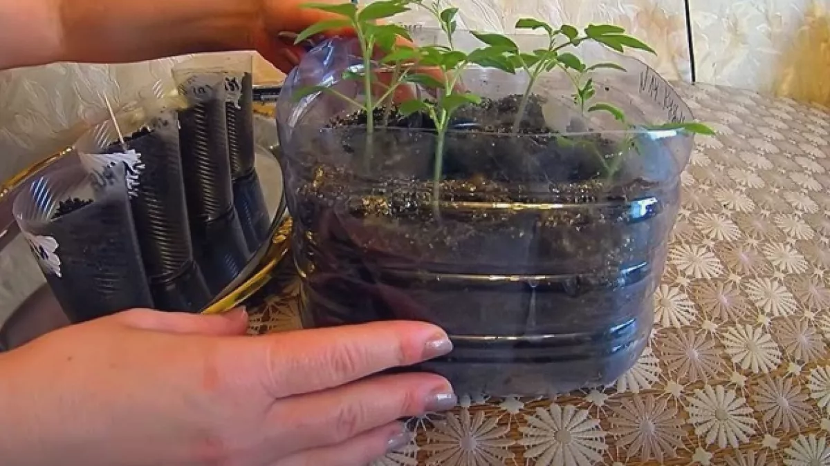 Раз отрезал – и три раза собрал урожай: китайский способ выращивать рассаду томатов