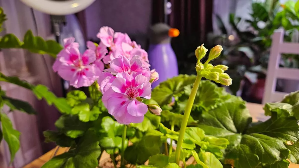 Без фитоламп и премиум‑грунта: почему у бабушек в СССР цветы росли без танцев с бубном, а сейчас увядают от заботы