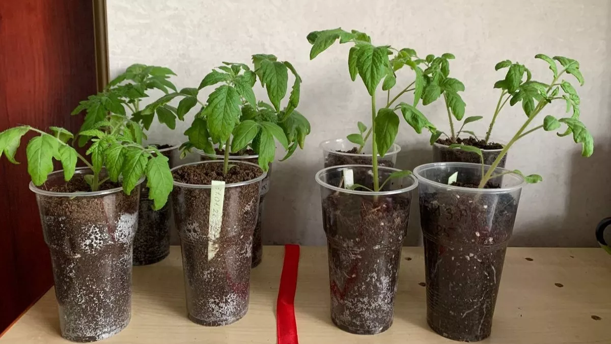 Посеяла томаты в 200 и 500 мл – и вот что получилось: такого результата не ожидала