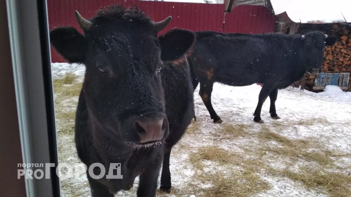 В Спасском районе обнаружили бешеный скот