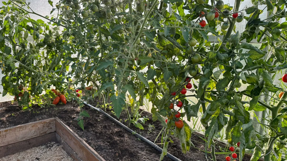 Эти скороспелые томаты в теплице дадут урожай ведрами: сорта, которые дачники хвалят за вкус и ранний урожай