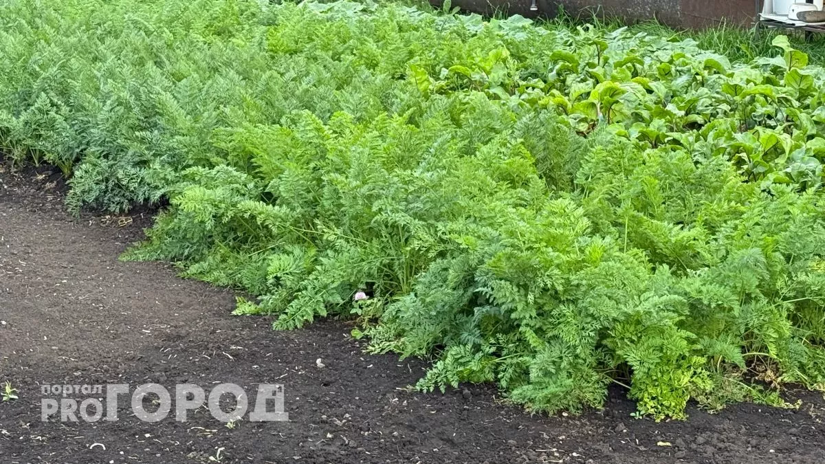 Так морковь вы еще не сажали - правило, с которым вырастают большие и сочные плоды 