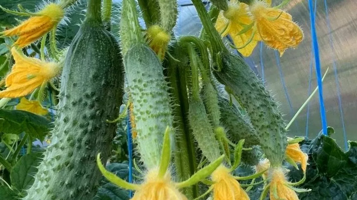 Собираю урожай ведрами с двух кустов: этот сорт огурцов обошёл кураж и герман - отзывы садоводов