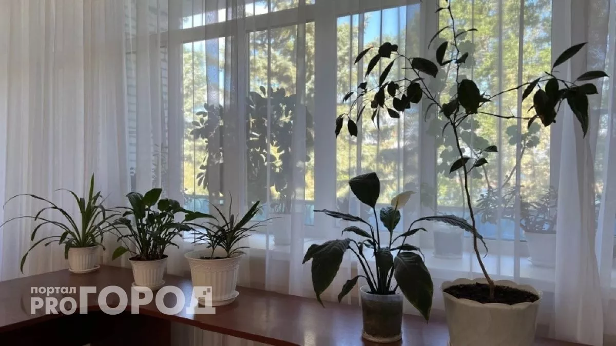 Высасывают все силы и здоровье: три растения-вампира, которые не стоит держать дома