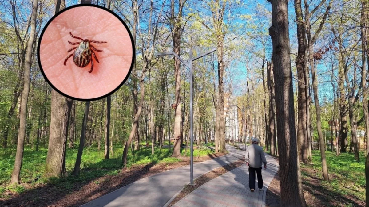 Голодные и агрессивные: Россию накроет нашествие комаров и клещей уже весной - что заявили ученые