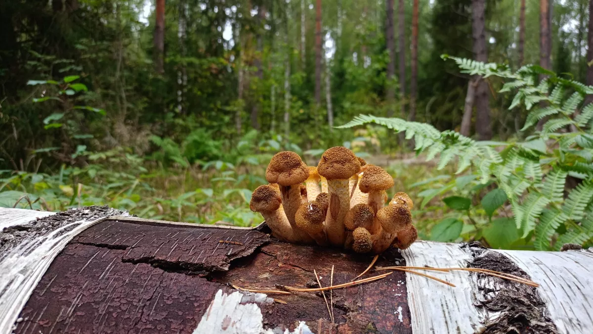 Весна 2026 может стать лучшей для грибников за много лет: эксперты назвали одно условие