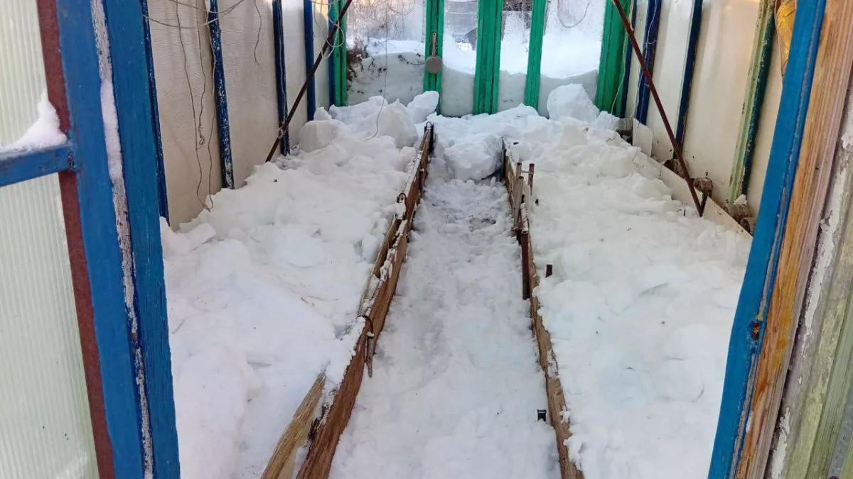 В марте обязательно наполняю теплицу снегом: земля отблагодарит летним урожаем