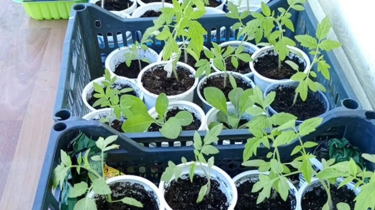 Тащу домой пластиковые ящики  с мусорки – это настоящее золото: 8 идей для дачи, которые реально работают