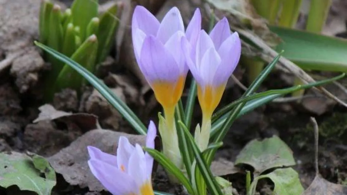 За один подснежник — до 9 лет тюрьмы: новые штрафы россиянам