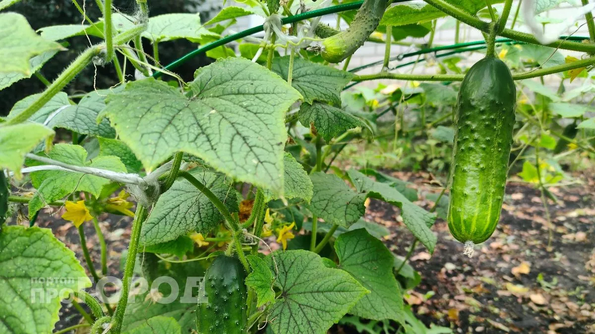 Кидаю 2 семечка в бутыль – и зовусь огуречным королём: урожай собираю ведрами благодаря яичной скорлупе 