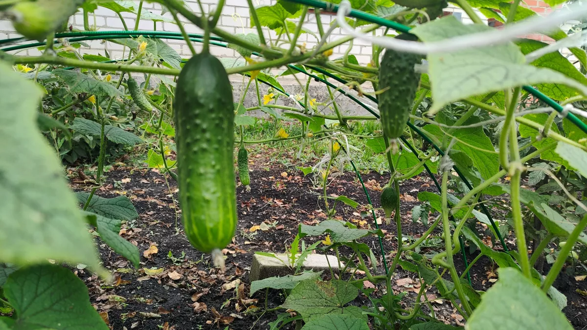 Забудьте про магазинные огурцы: теперь выращиваю их прям в стаканах - секрет мини-огорода